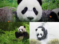 Cute Panda Animated Wallpaper screenshot